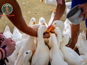 Private car Dong Hoi to Duck Stop Phong Nha - Phong Nha Cave Tour