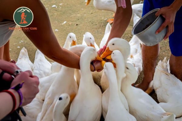 Private car Dong Hoi to Duck Stop Phong Nha - Phong Nha Cave Tour