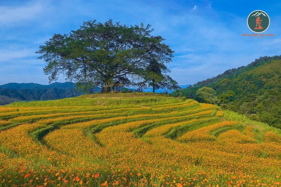 Ninh Binh To Hoa Binh By Limousine Transfer - Phong Nha Cave Tours