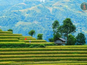 Ninh Binh To Mu Cang Chai Luxury Car - Phong Nha Cave Tours