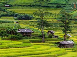 Ninh Binh To Mu Cang Chai By Limousine - Phong Nha Cave Tours