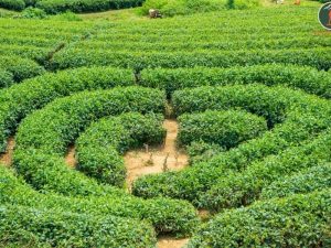 Ninh Binh To Moc Chau By Limousine - Phong Nha Cave Tours